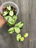 Hoya Mathilde Variegated