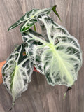 Alocasia Venom D