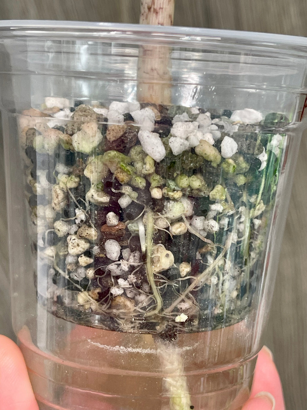 Alocasia Pseudo Aurea A