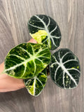 Alocasia Ninja Aurea
