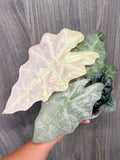 Alocasia Polly Pink Ghost