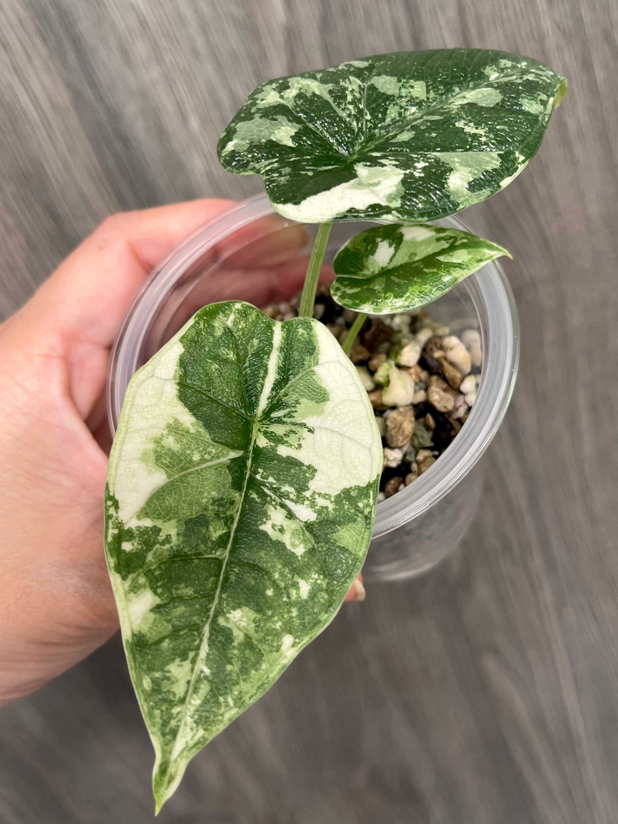 Alocasia Melo Mint