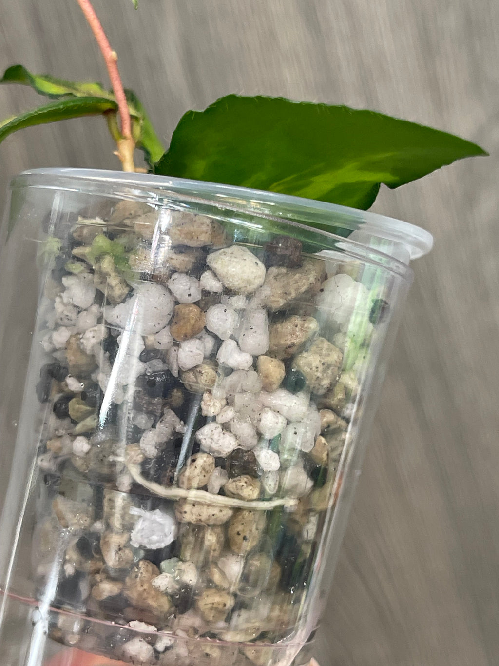 Hoya Caudata Variegated