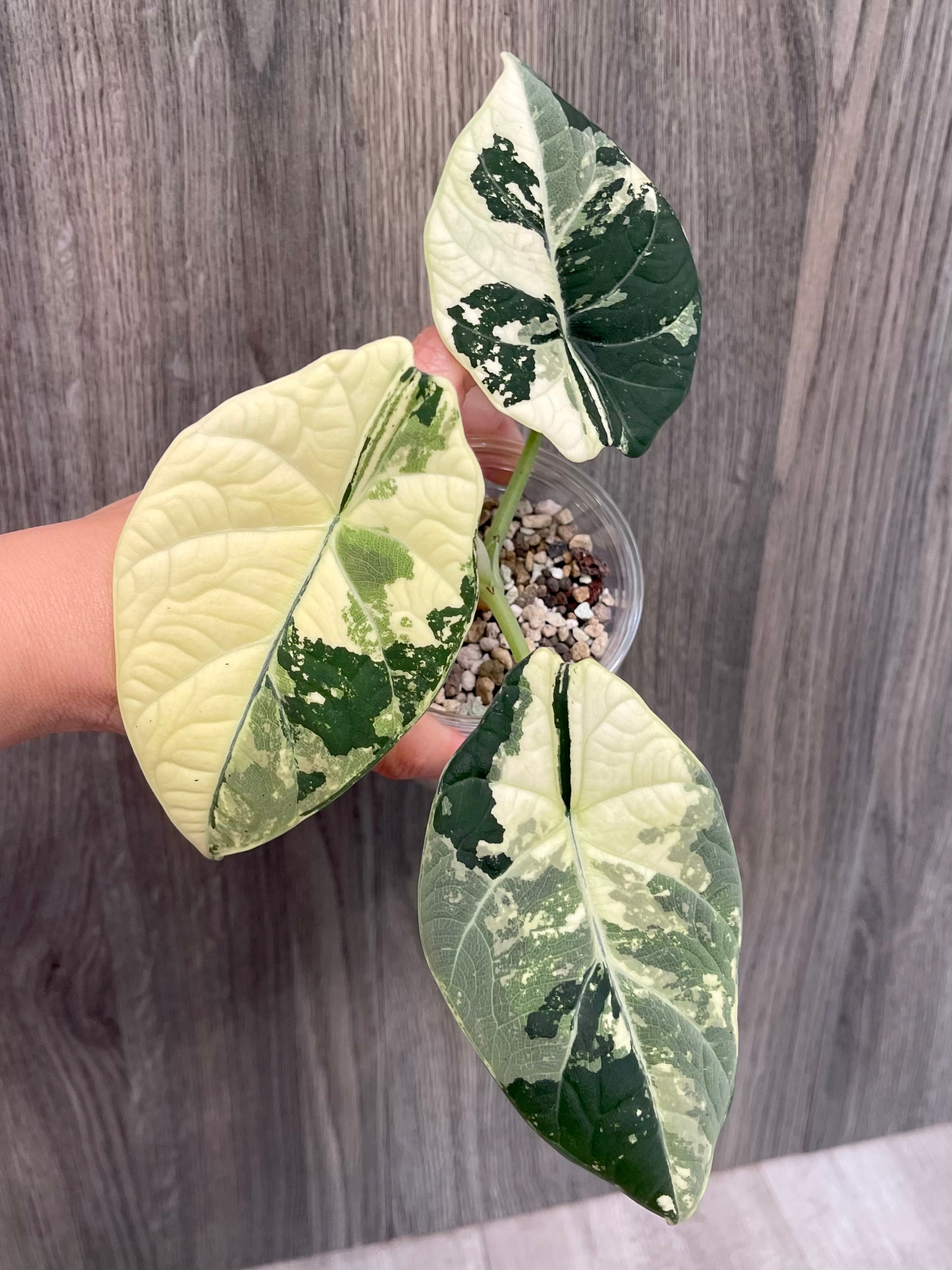 Alocasia Maharani Variegated