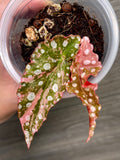 Begonia Maculata Pink A