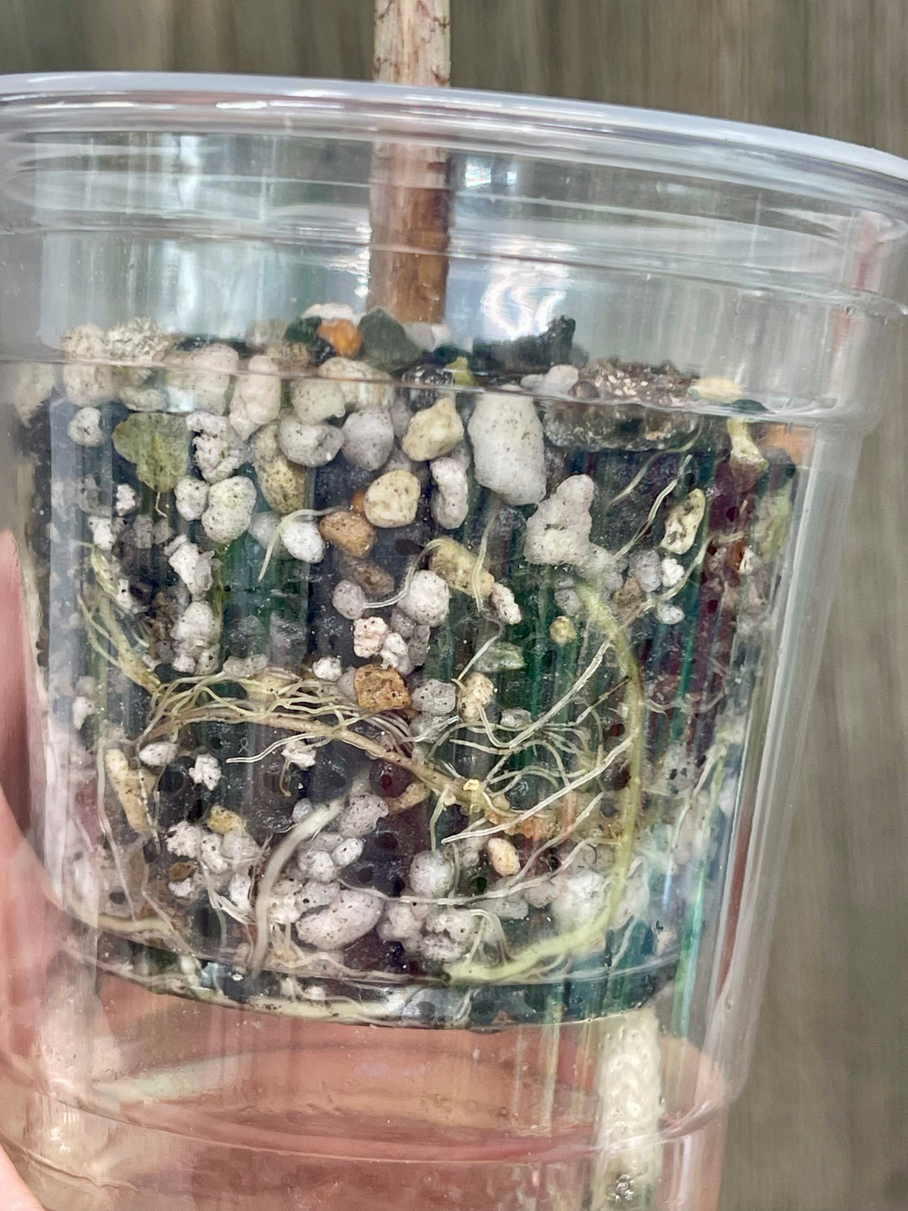 Alocasia Pseudo Pink