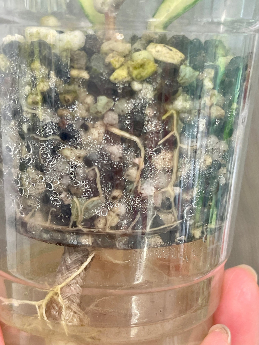 Hoya Rigidifolia Variegated