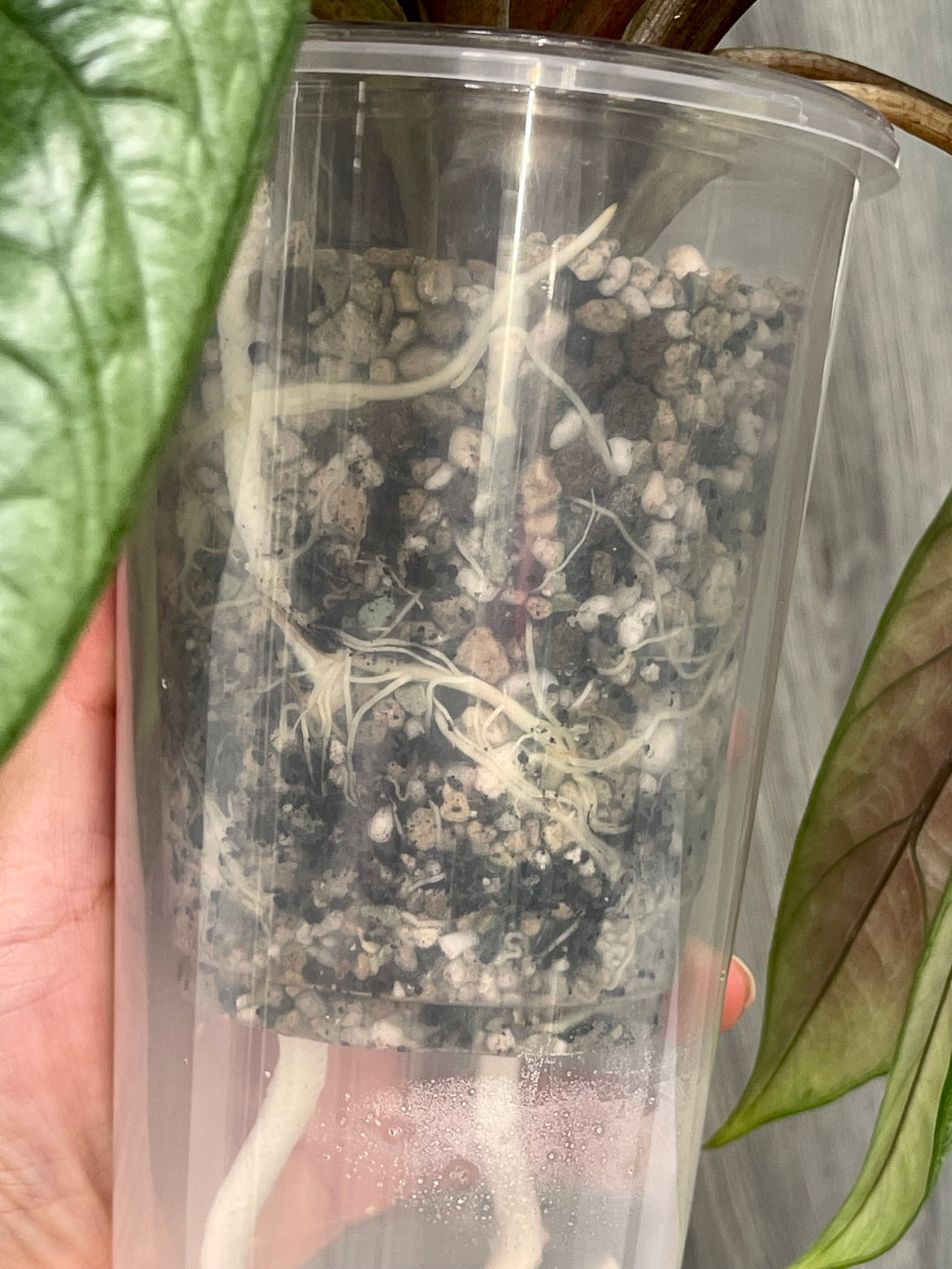 Alocasia Scalprum Mint