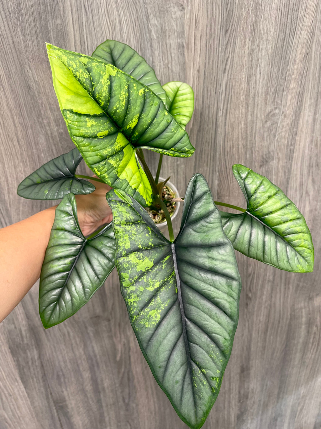 Alocasia Bisma Aurea