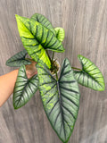 Alocasia Bisma Aurea