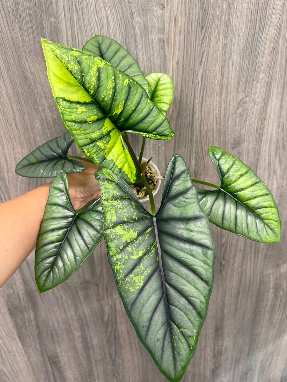 Alocasia Bisma Aurea