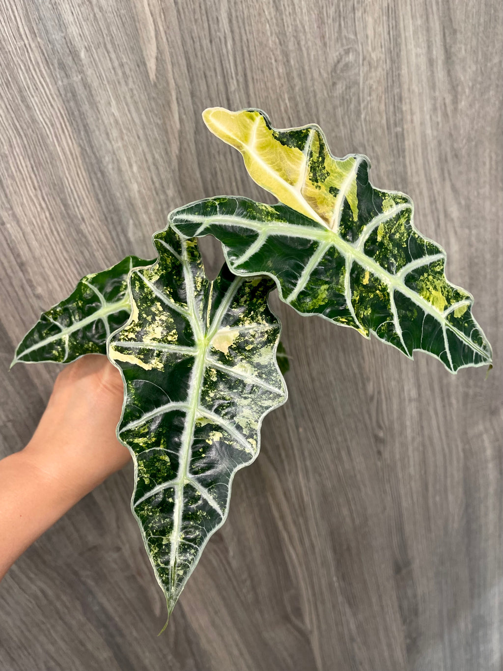Alocasia Polly Yellow