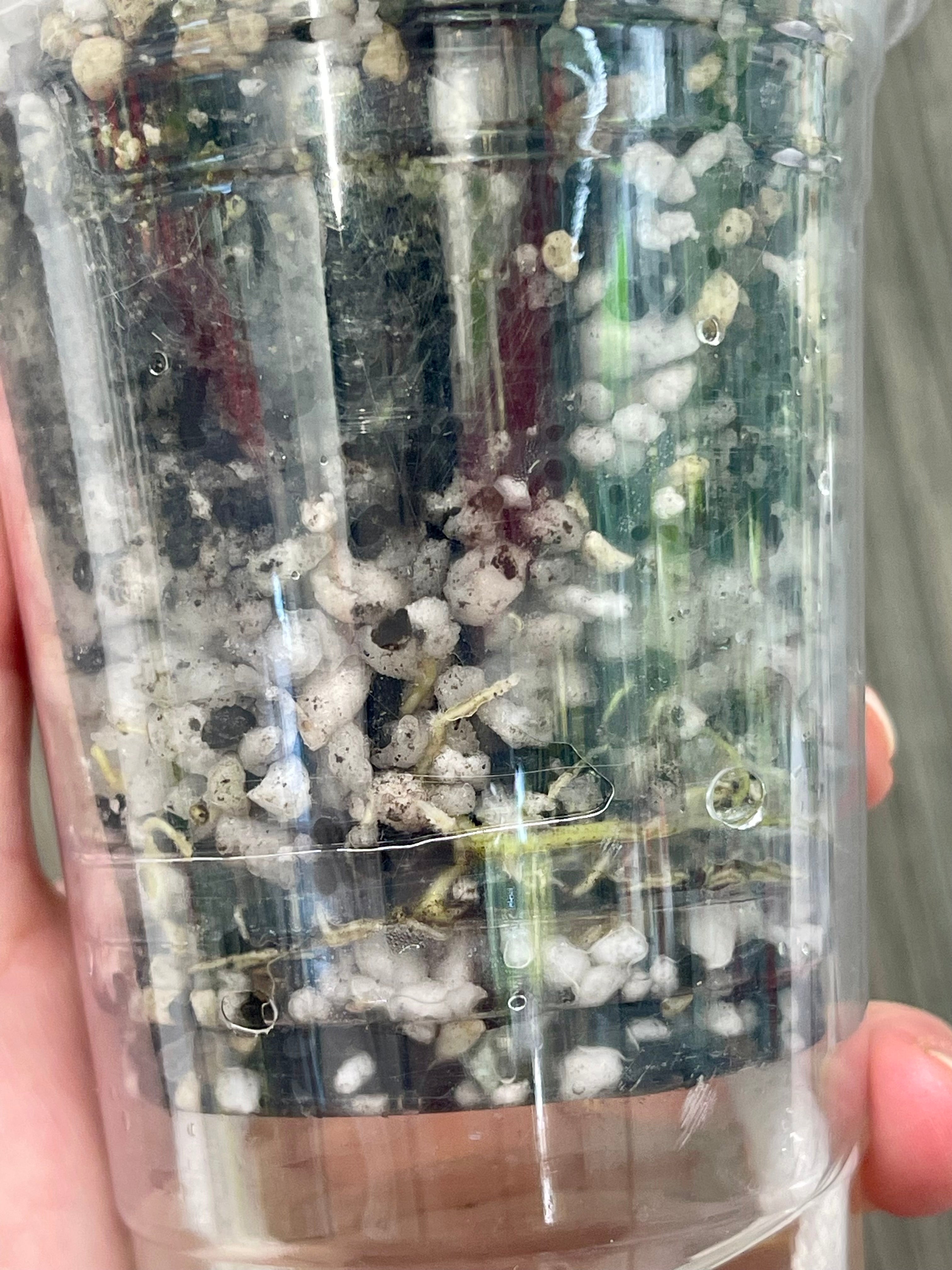 Hoya Argentea Picta