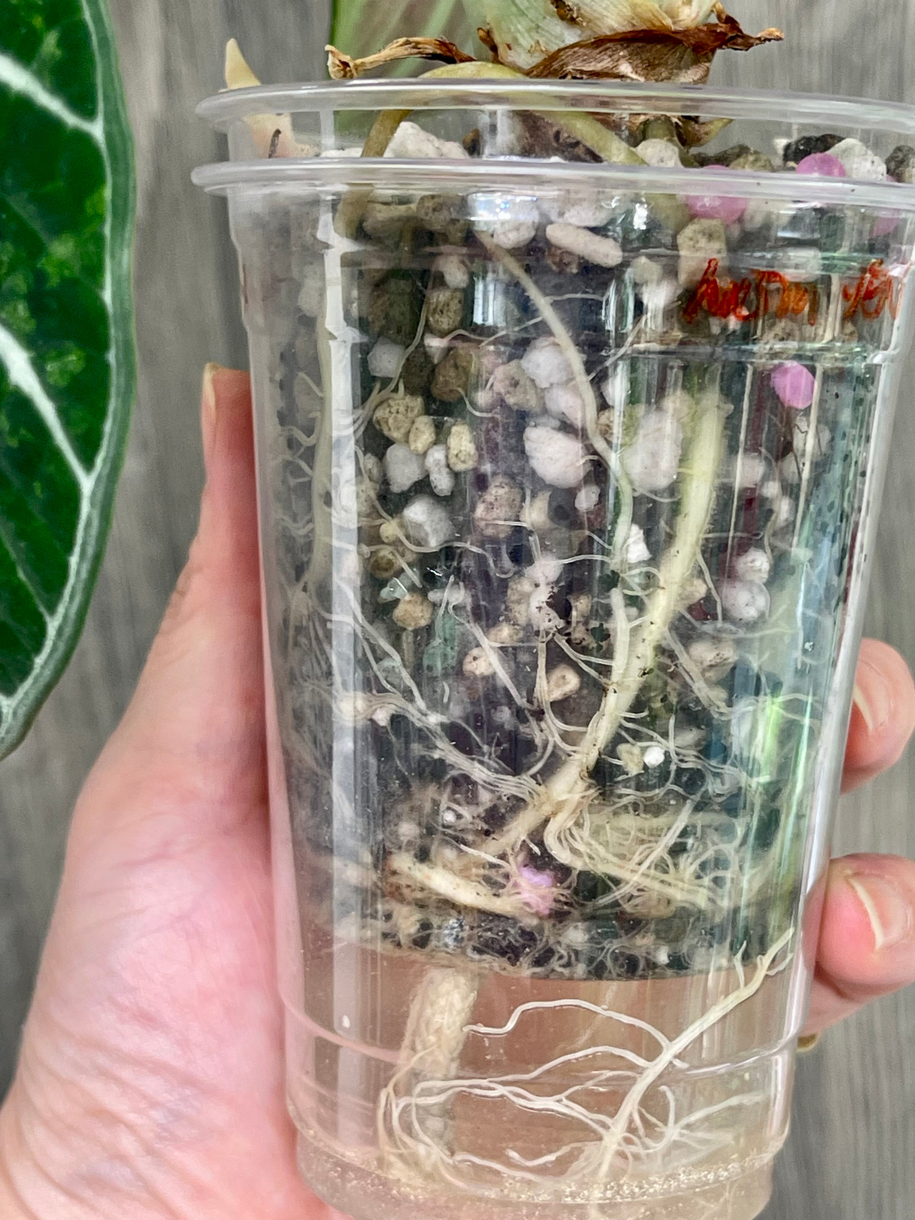 Alocasia Ninja Splash