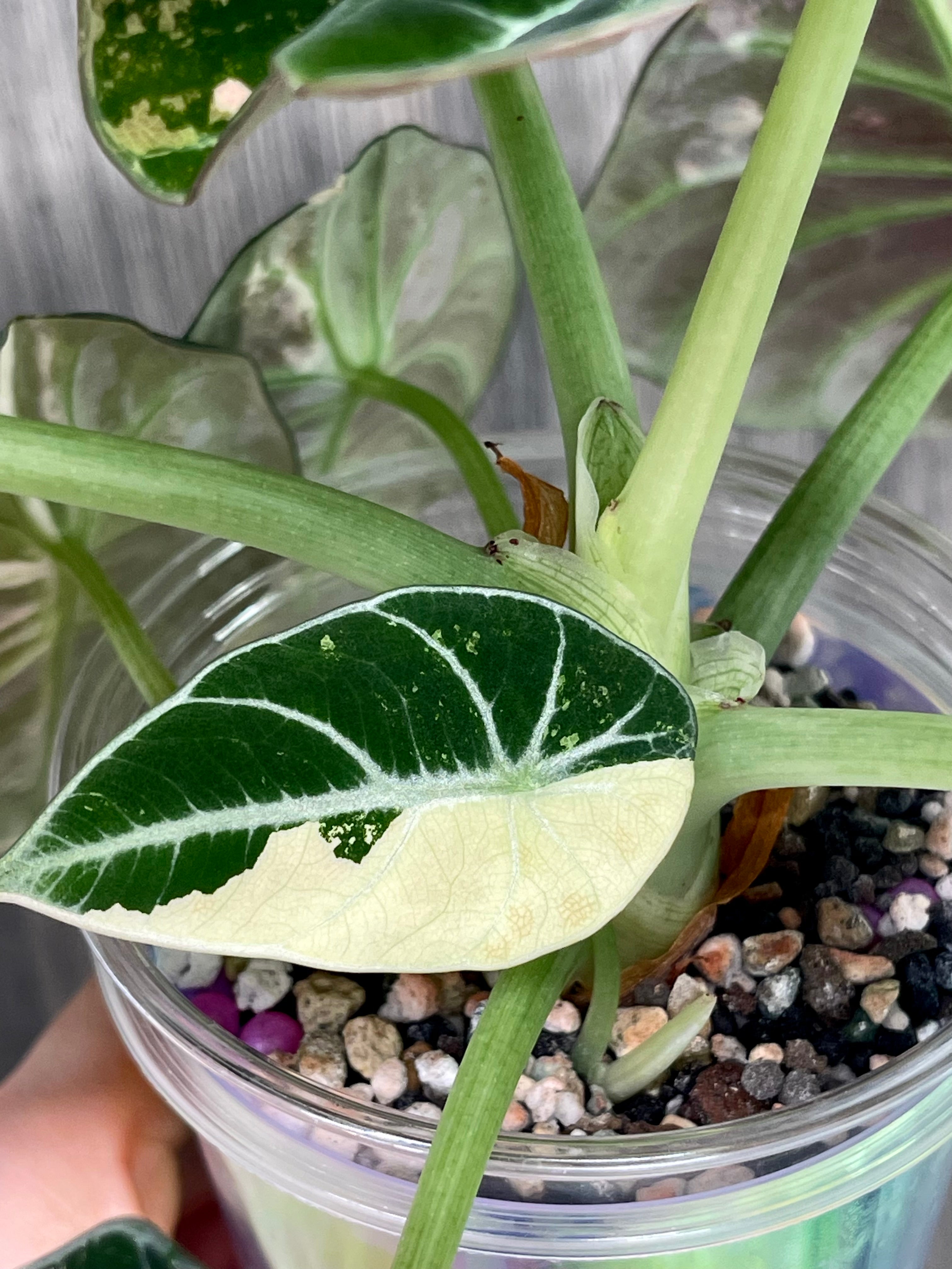 Alocasia Black Velvet Albo B