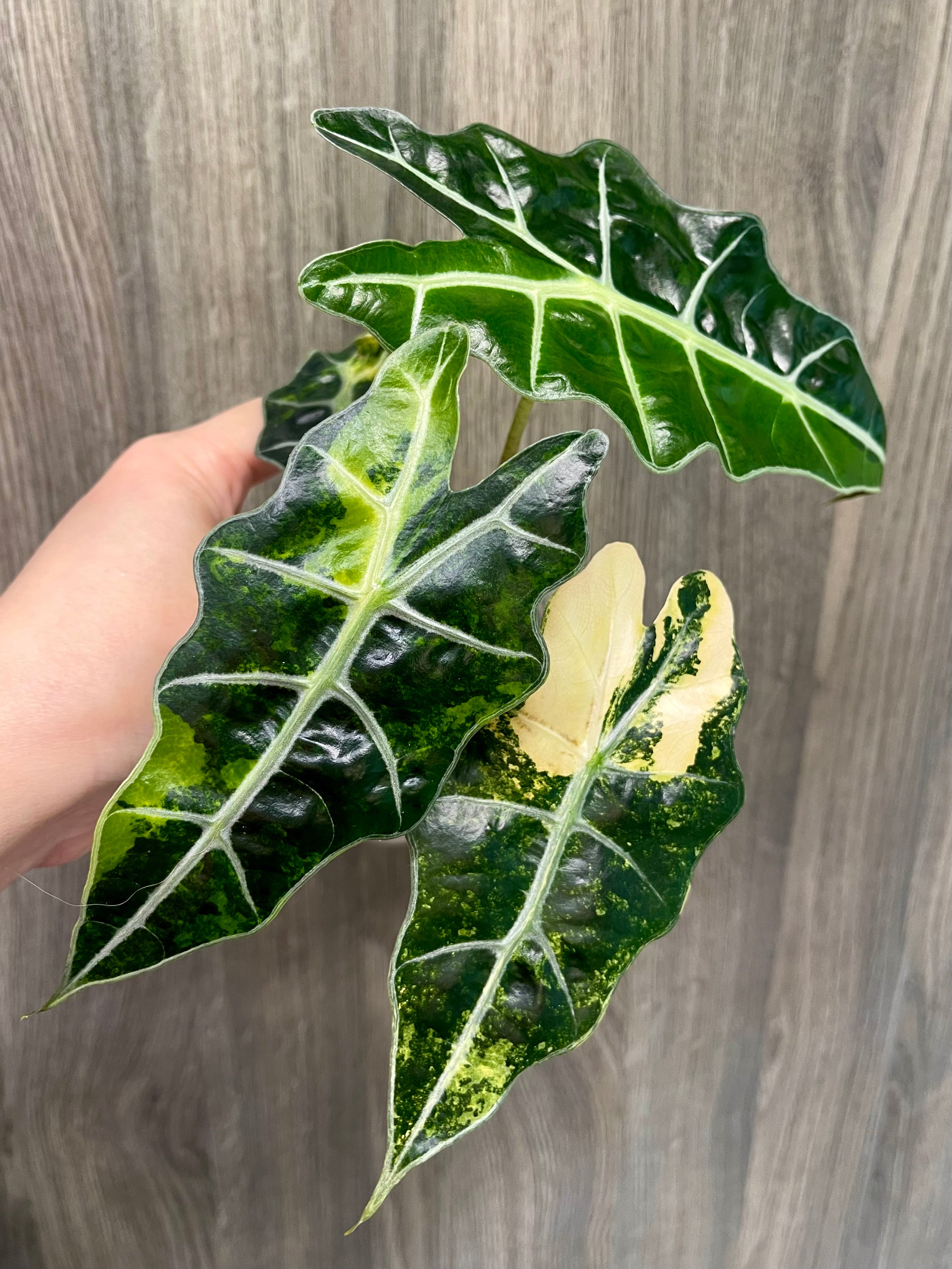 Alocasia Polly Yellow