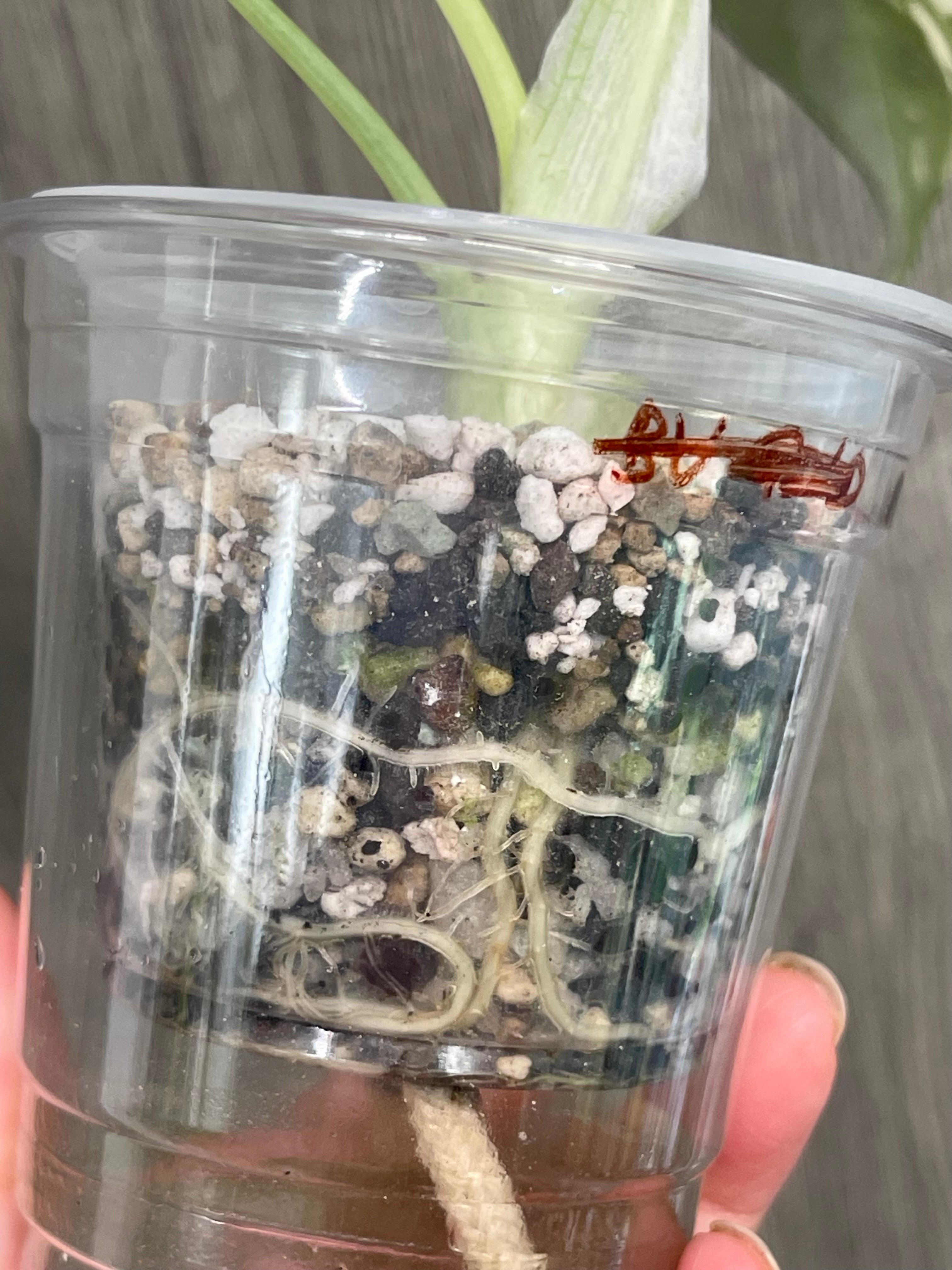 Alocasia Maharani Variegated A