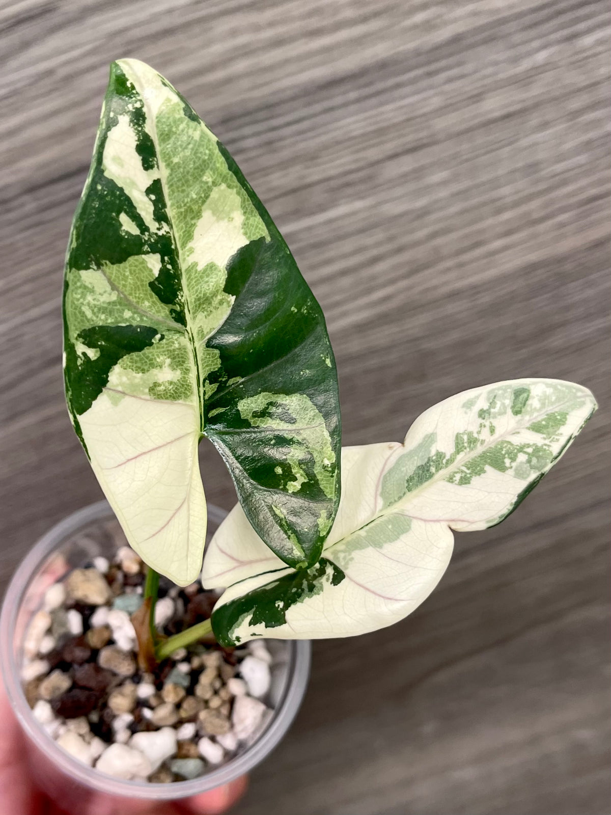 Alocasia Scabriuscula Pink Albo A