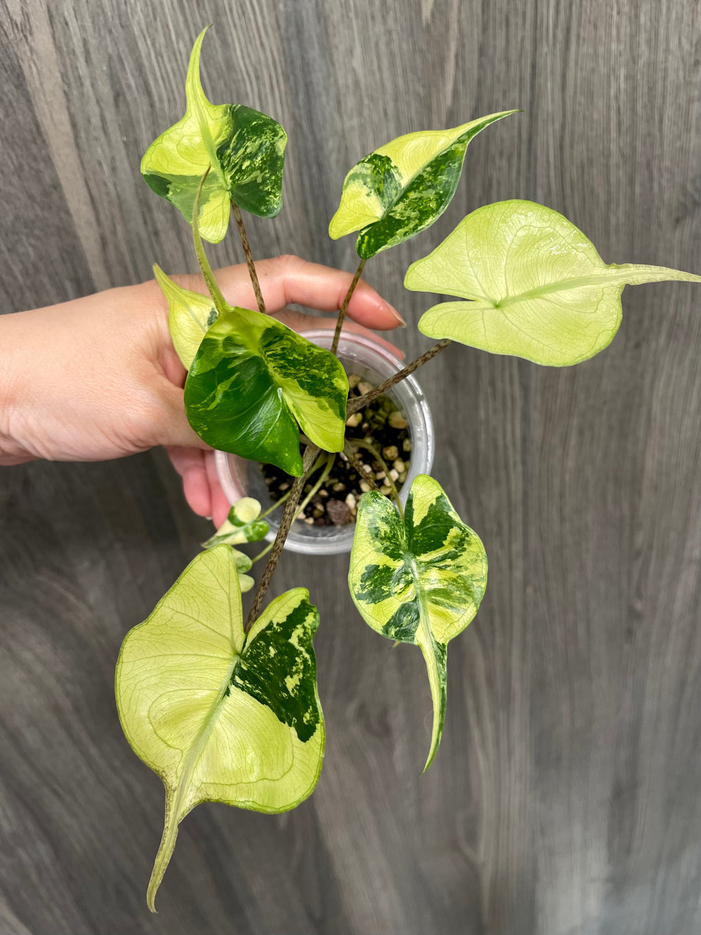 Alocasia Stingray Lime A