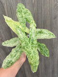 Alocasia Longiloba Mint Marble A