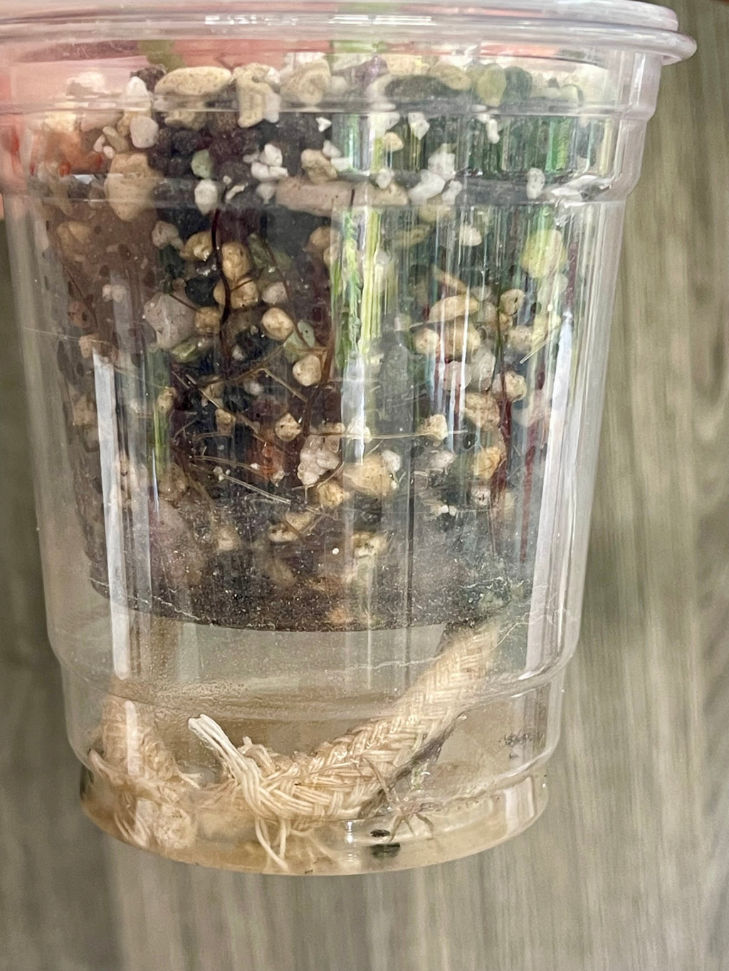 Begonia Maculata Pink A