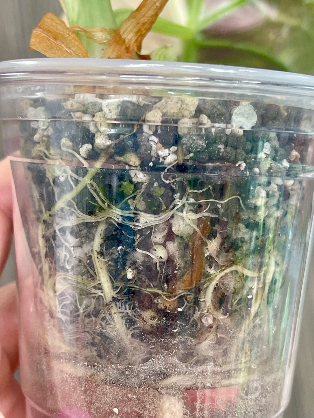 Alocasia Black Velvet Albo A