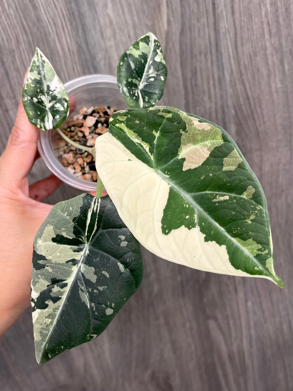 Alocasia Maharani Variegated B