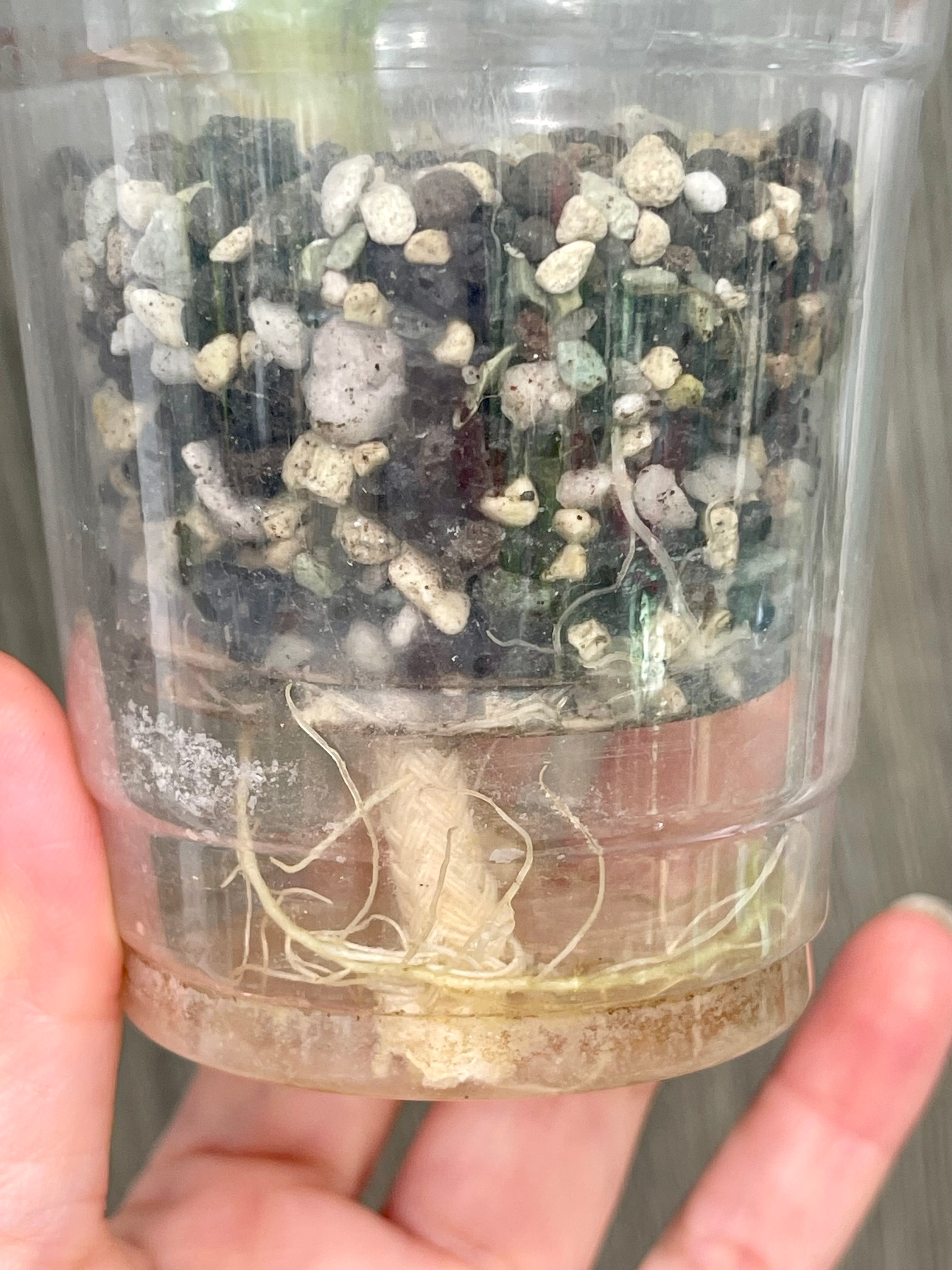 Alocasia Black Velvet Pink