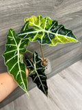 Alocasia Polly Bright Aurea A