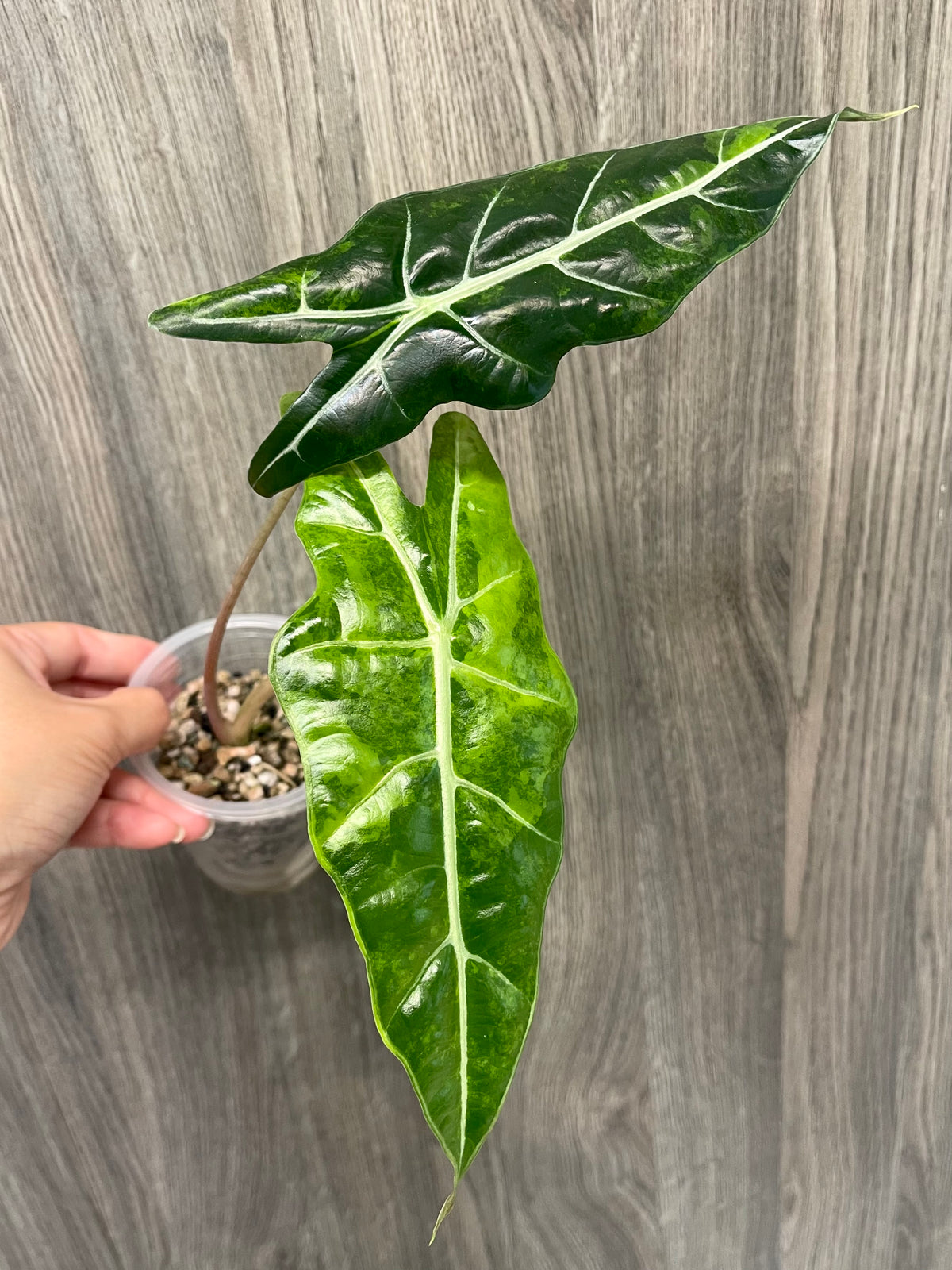 Alocasia Sanderiana Bull Aurea