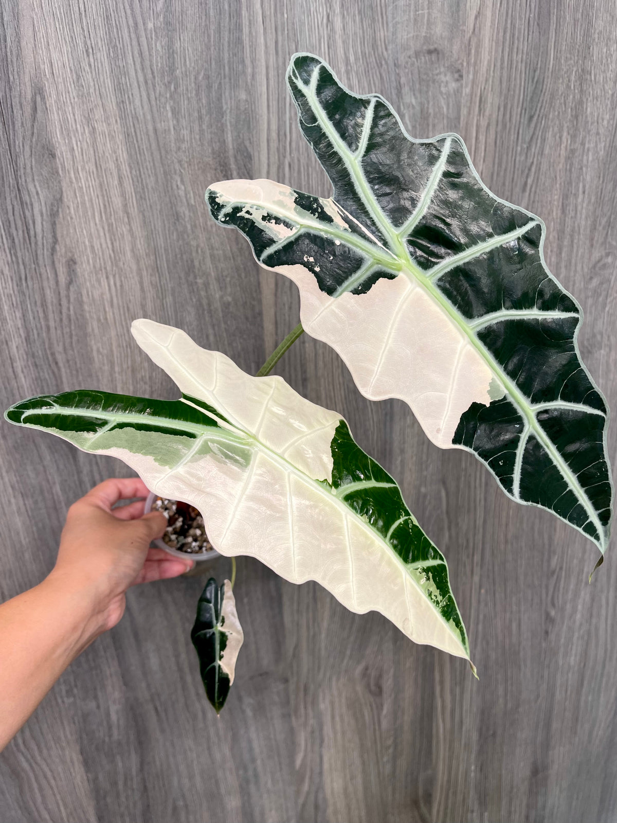 Alocasia Sanderiana Bull Pink B