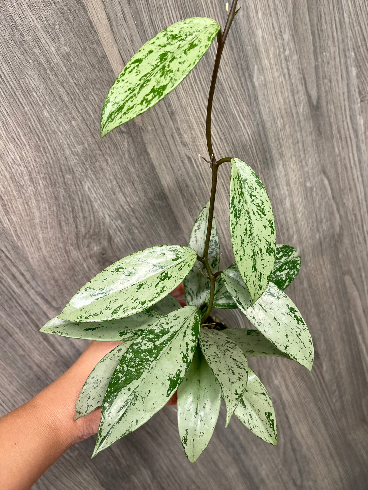 Hoya Pubicalyx Pink Silver Ghost A