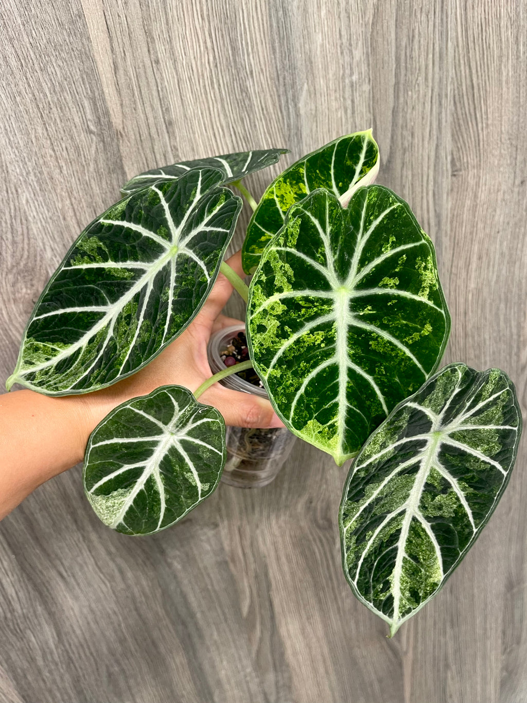 Alocasia Ninja Splash