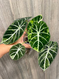 Alocasia Ninja Splash