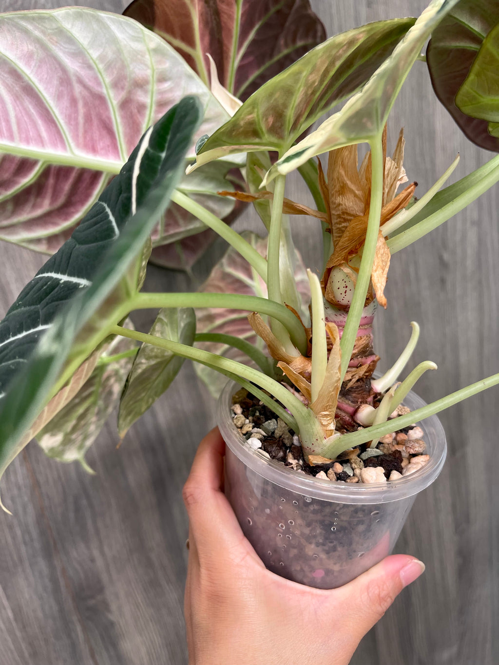 Alocasia Black Velvet Albo A