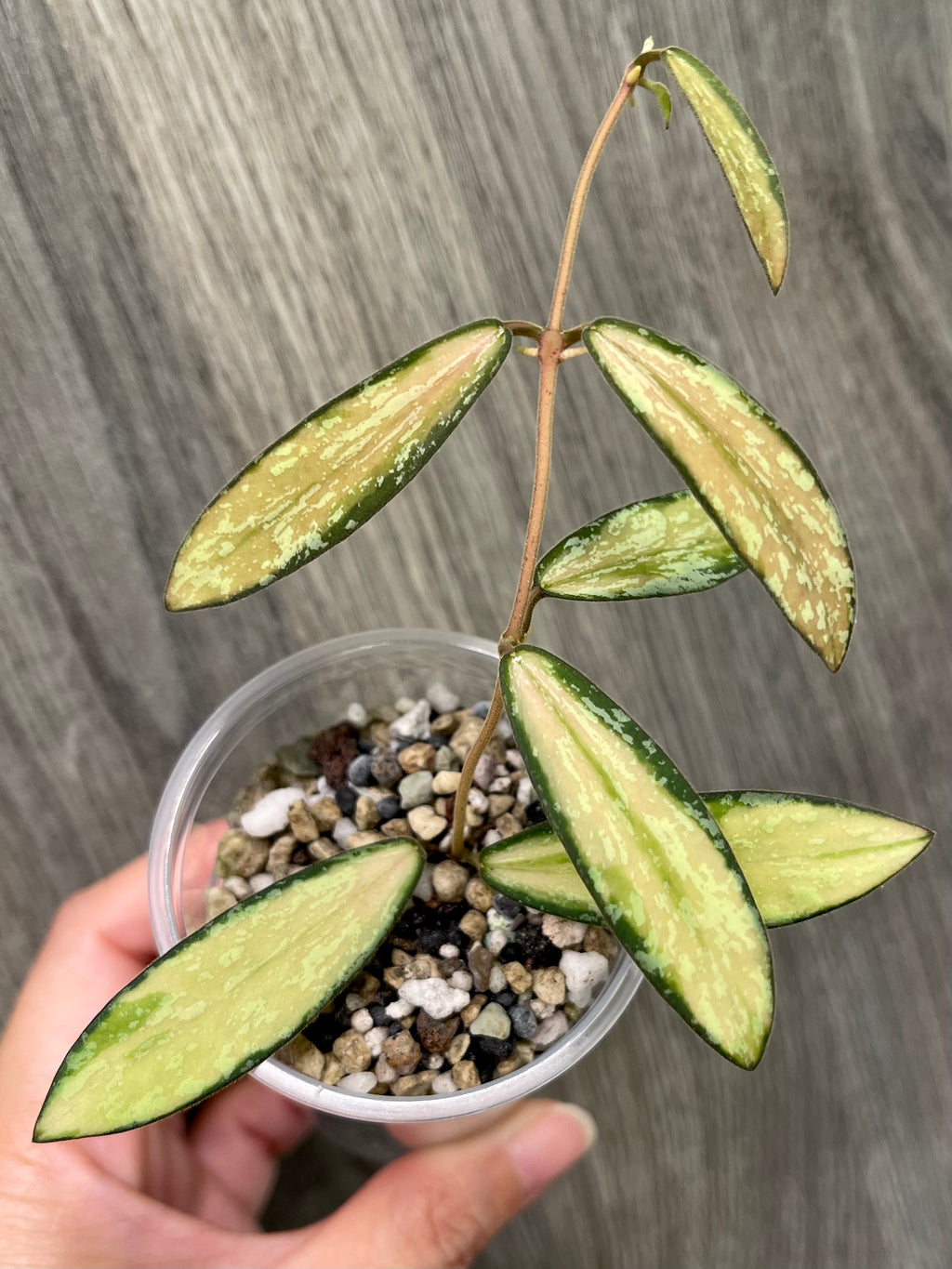 Hoya Sigillatis Inner Variegated A