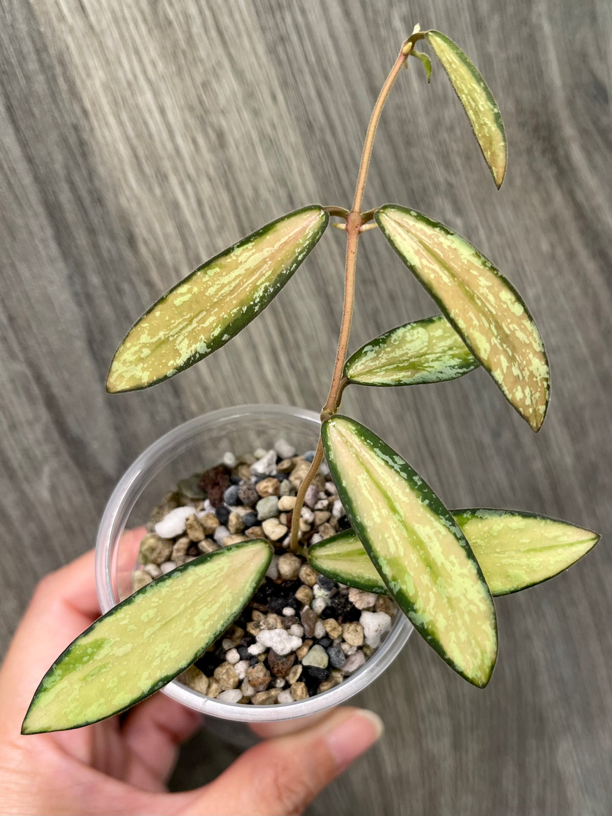 Hoya Sigillatis Inner Variegated A