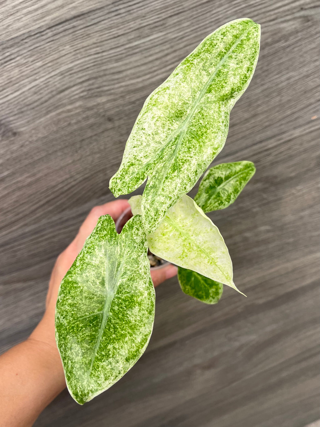 Alocasia Longiloba Mint Marble B