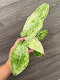 Alocasia Longiloba Mint Marble B