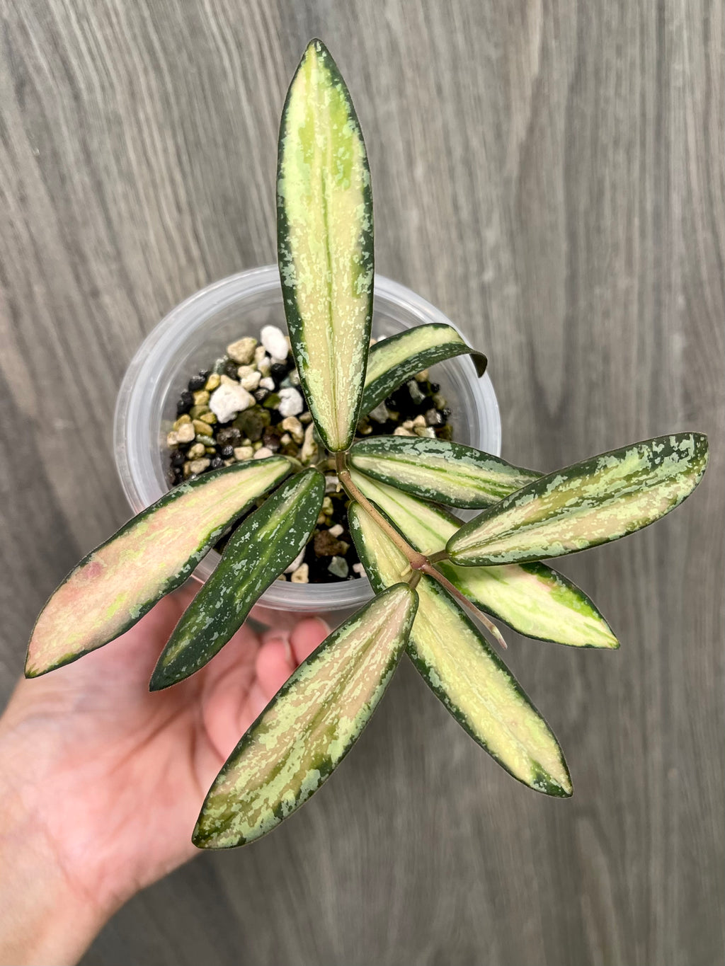 Hoya Sigillatis Inner Variegated C