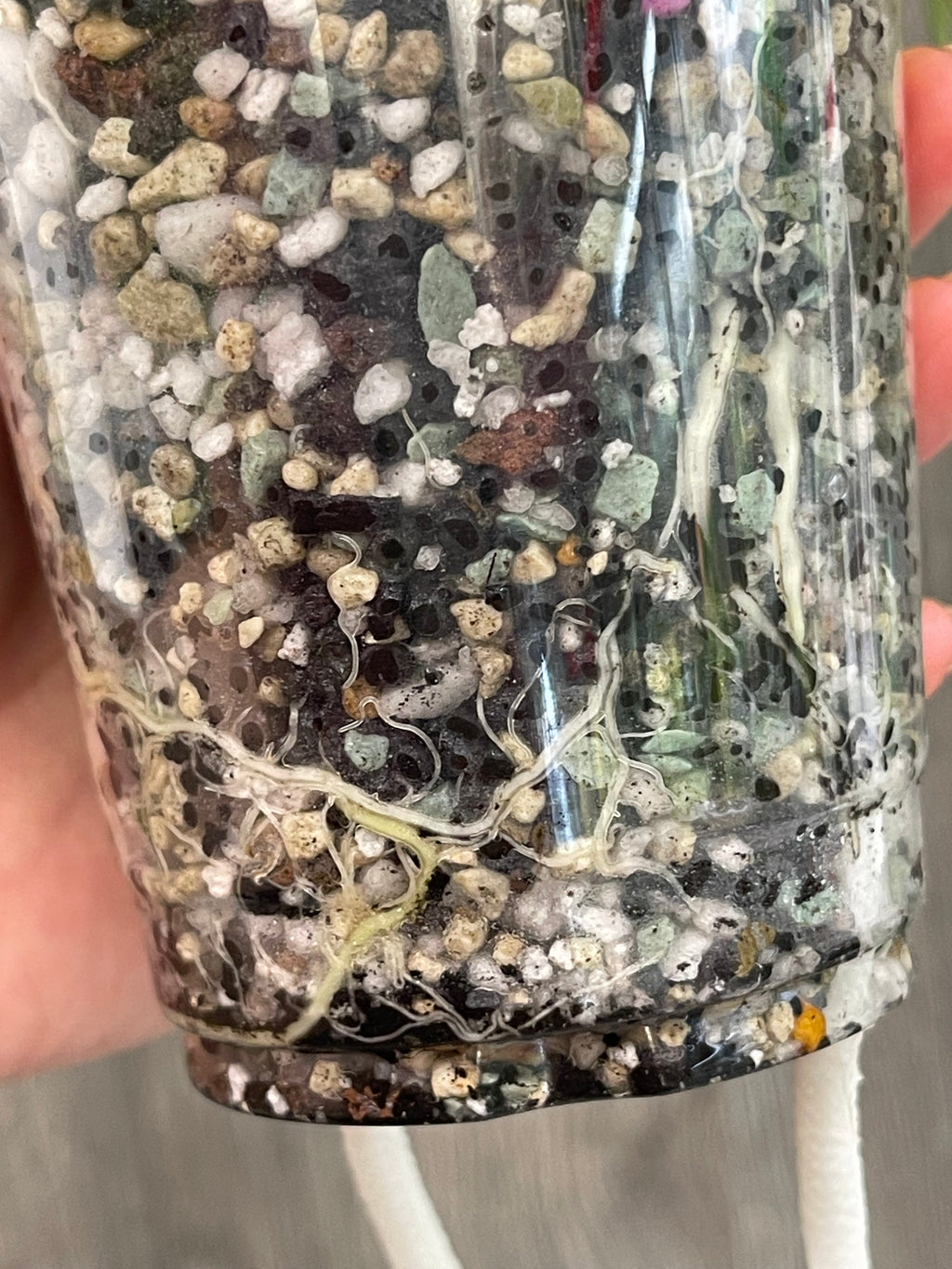 Alocasia Black Velvet Albo B