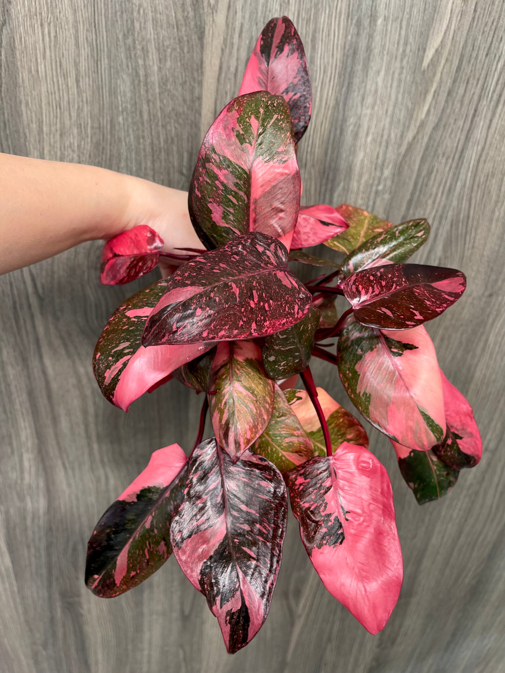 Philo Pink Princess Galaxy B