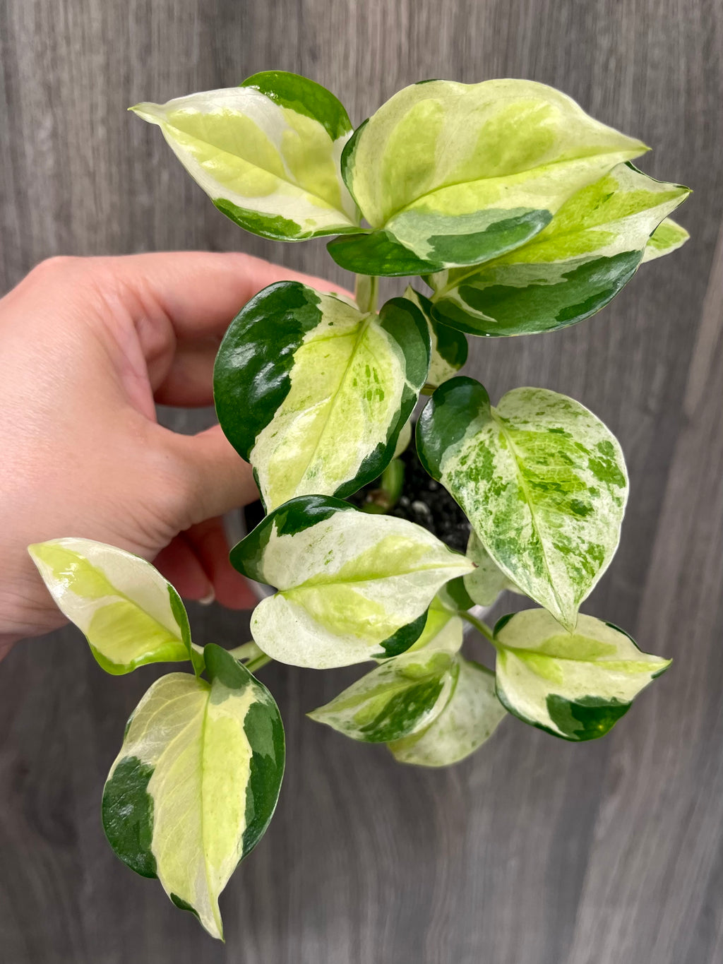 Pothos Japanese Global