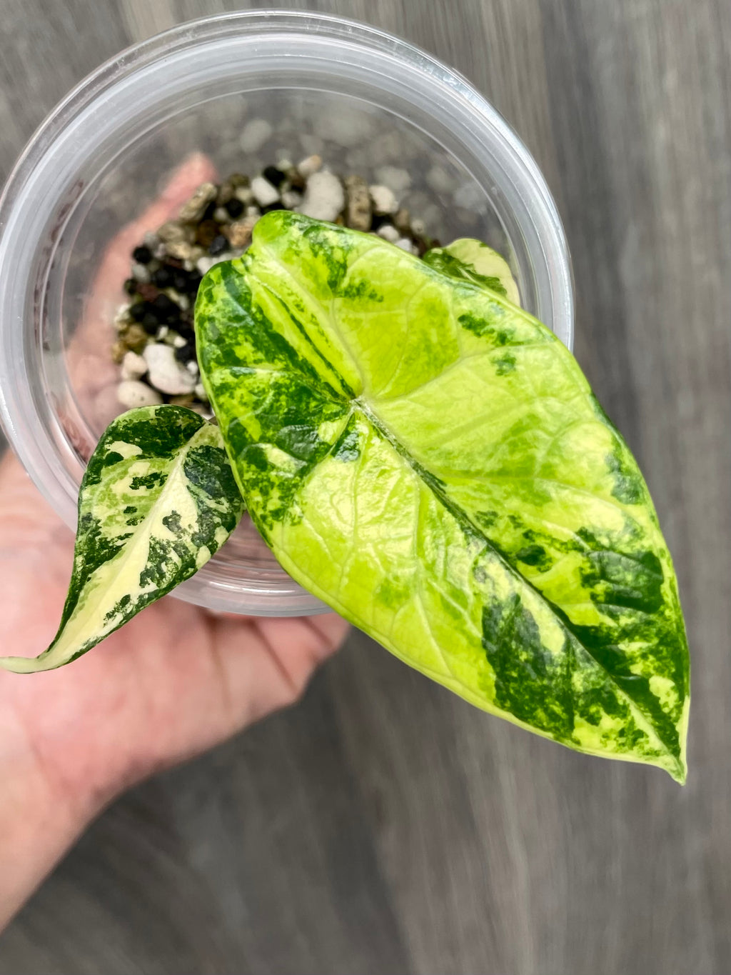 Alocasia Scalprum Bright Aurea