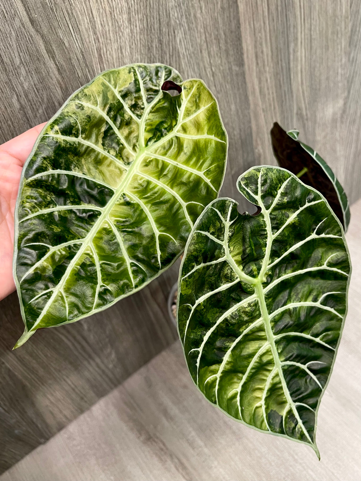 Alocasia Watsoniana Doff Green on Green