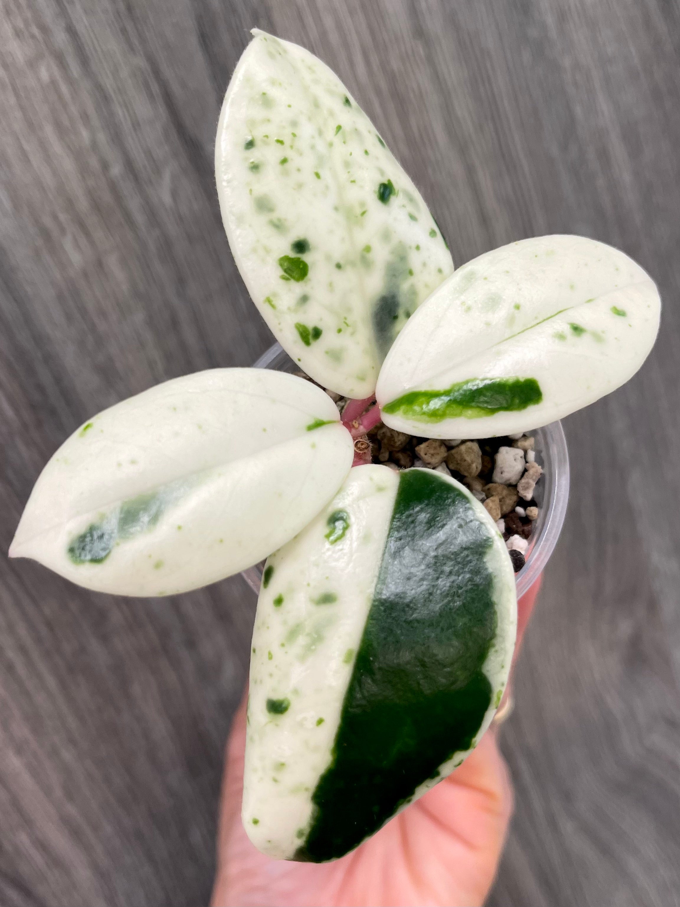 Hoya Madara Snow Angel C