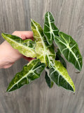 Alocasia Polly Aurea Splash