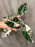 Alocasia Black Velvet Pink B