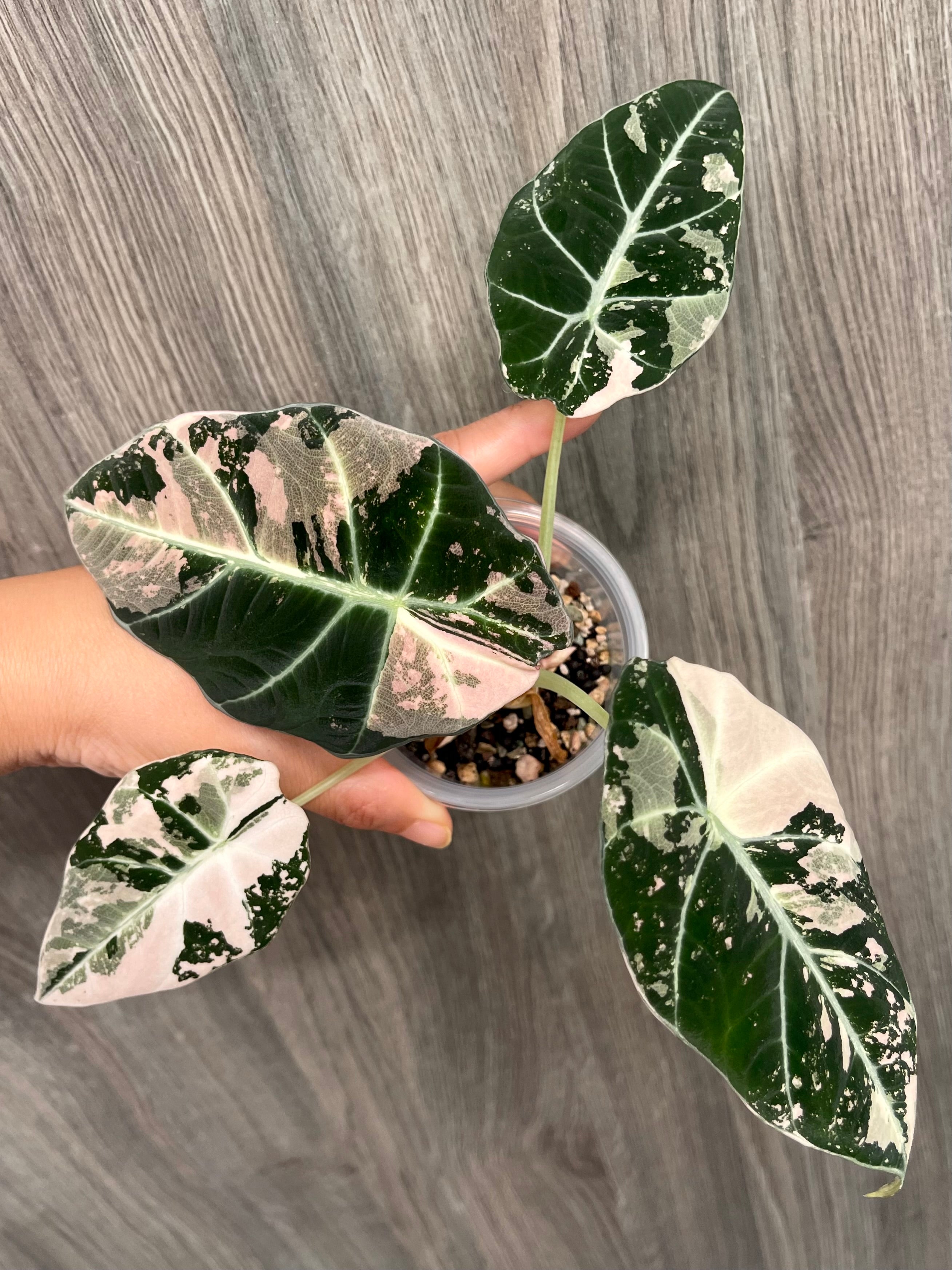 Alocasia Black Velvet Pink B