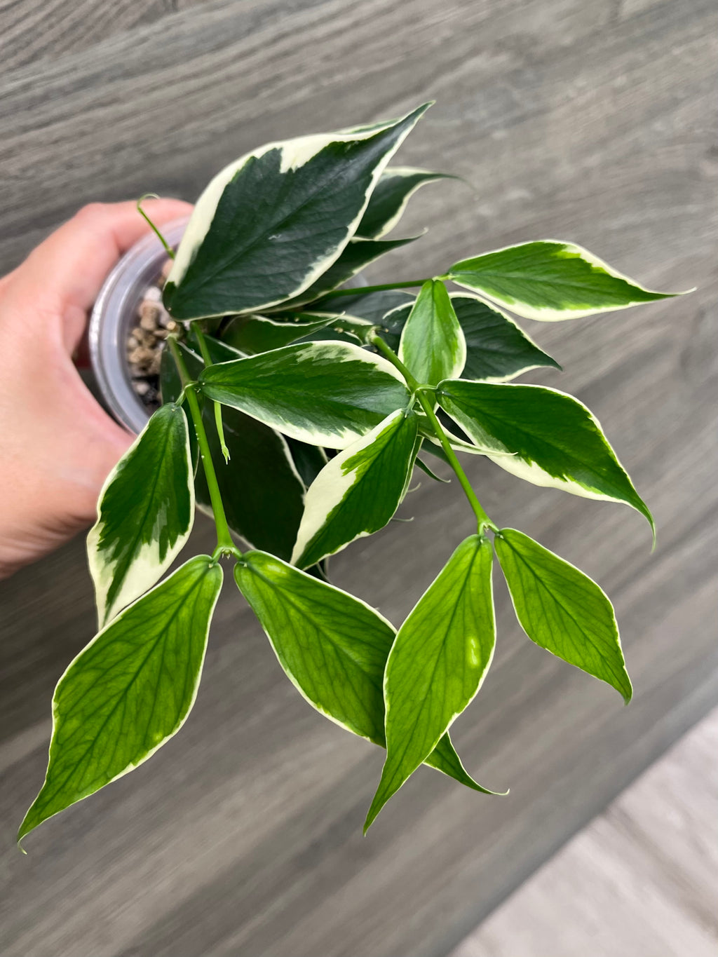 Hoya Polyneura Outer Variegated A